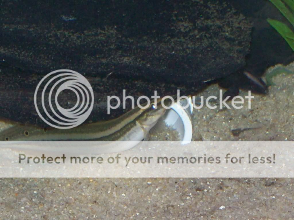 fish11-23-08012.jpg