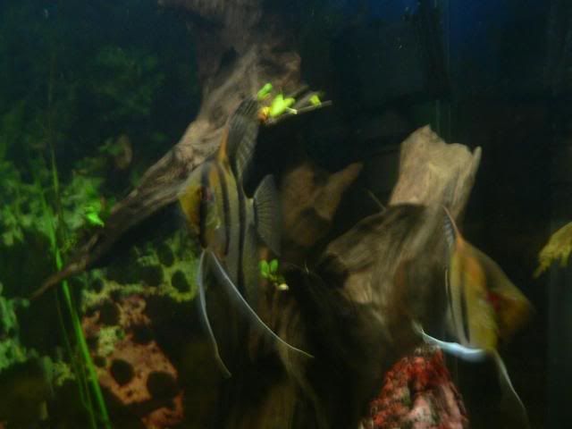 P1020232.jpg