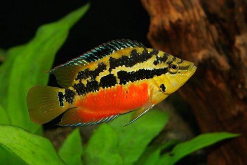 Cichlasoma_salvini.jpg