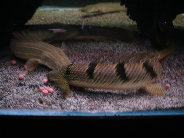 DSC08716.jpg
