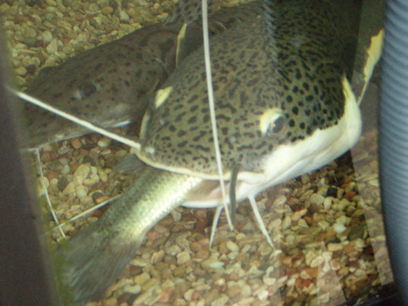 fish3.jpg