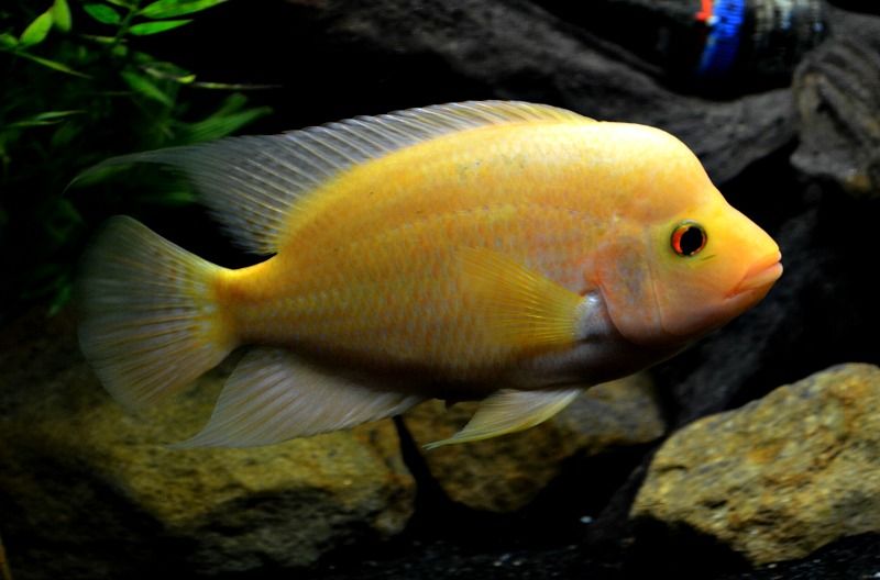 DSC_3400_zpsogsr5or0.jpg