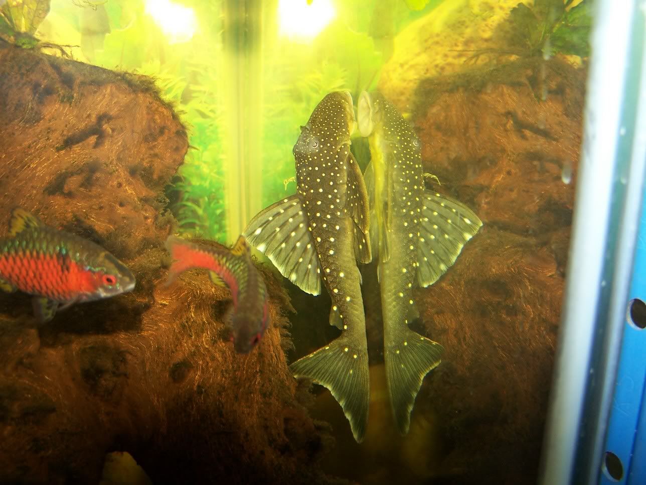 L200Phantomplec.jpg