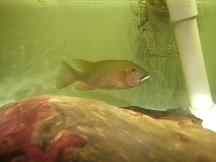 120509Tilapia_njassae.jpg
