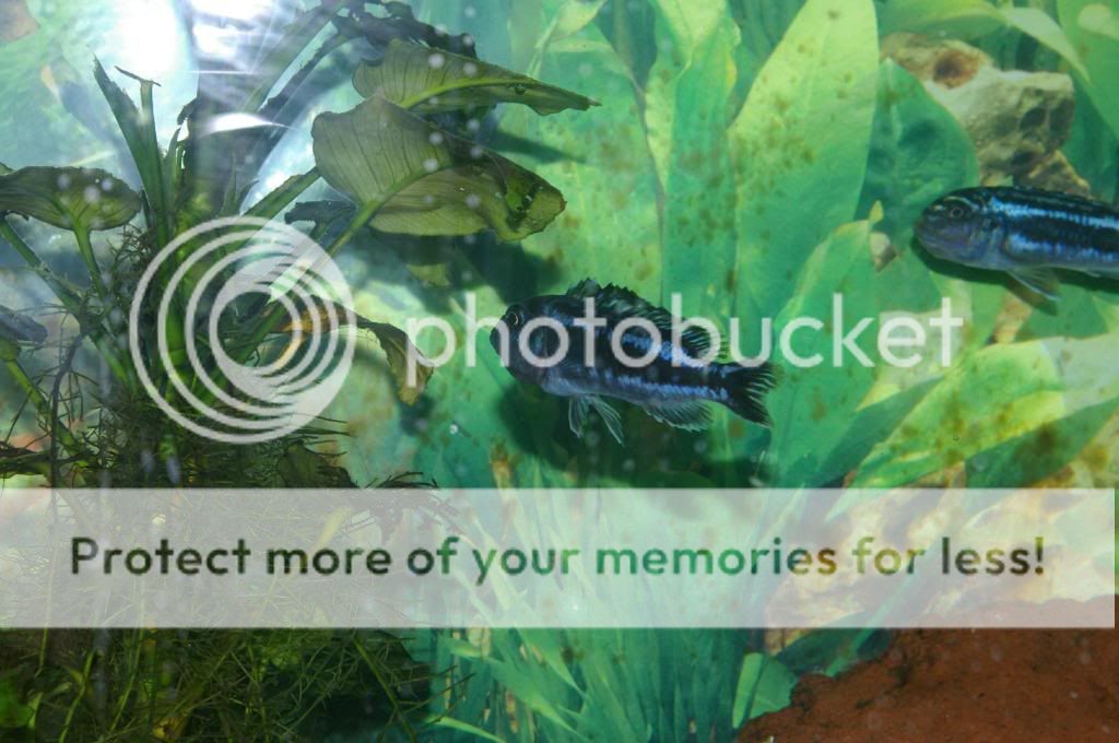IMGP3153.jpg