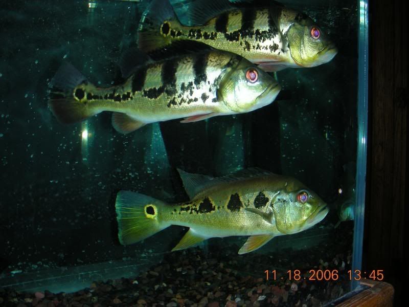 DSCN0944.jpg