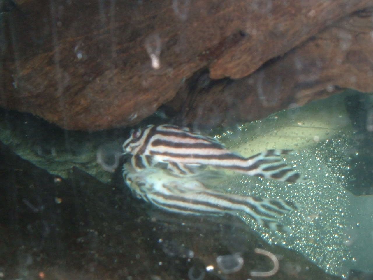 DSCF1658.jpg
