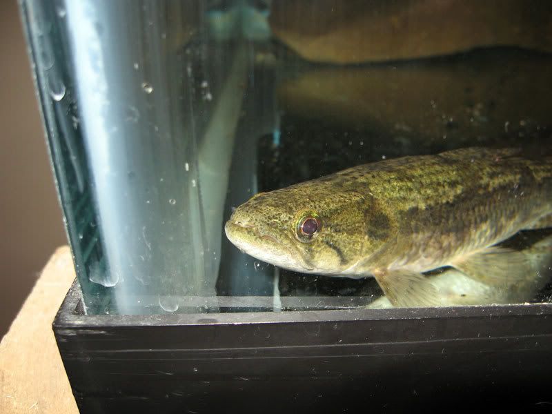 Wolf-Fish-2.jpg