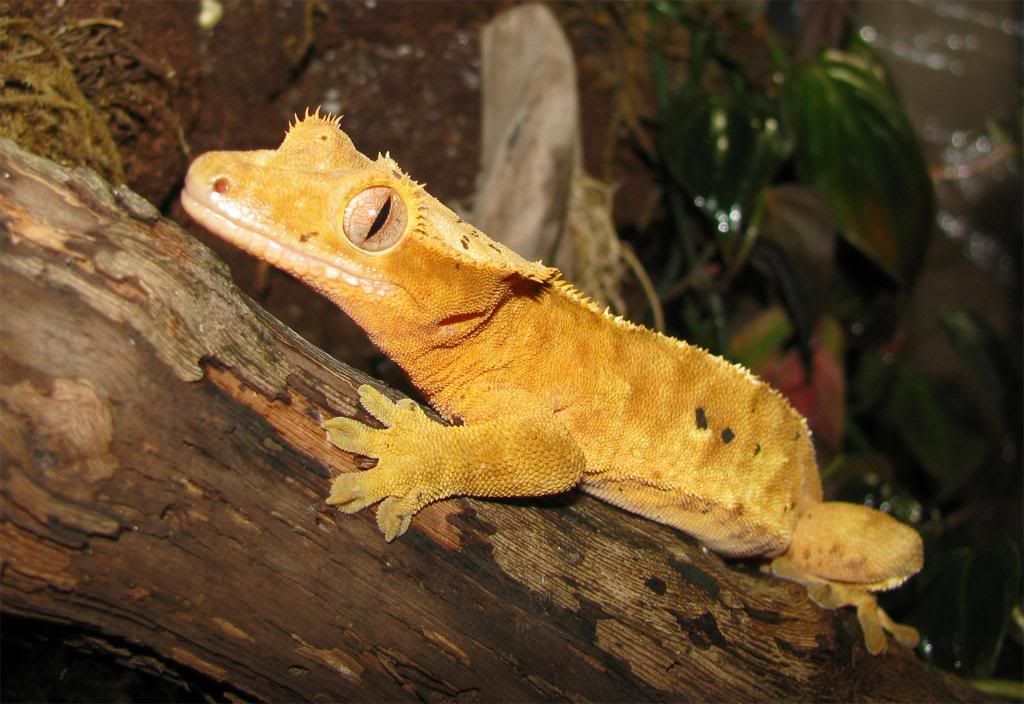Male_Crested.jpg