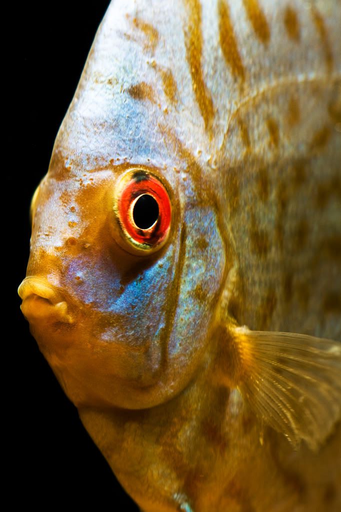 discus2.jpg