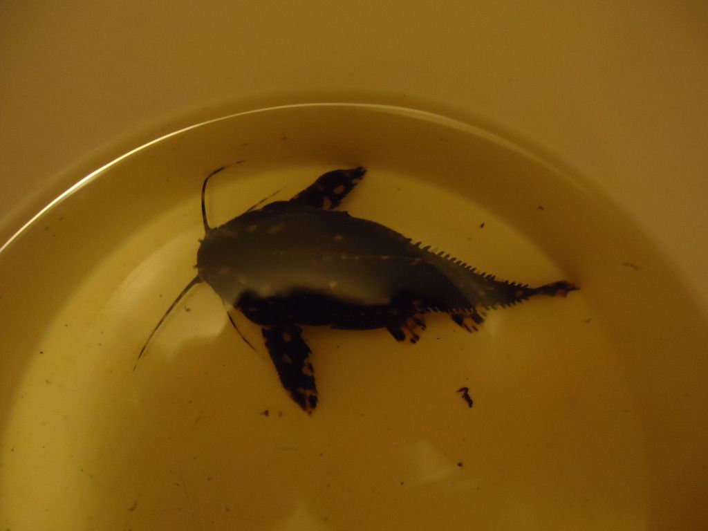 DSC07601.jpg