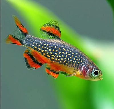 galaxy_rasbora_67610_1.jpg