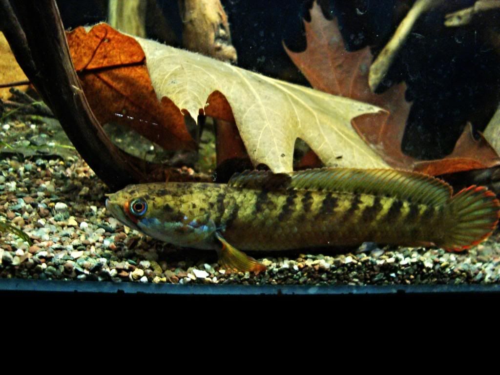 DSC01701_zpsc6289c90.jpg