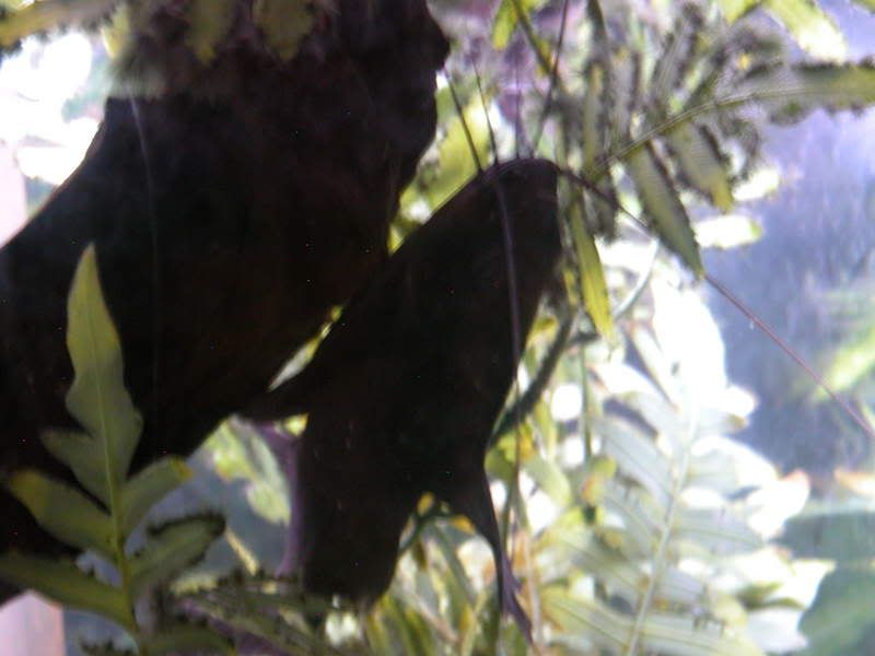 DSCN1094.jpg
