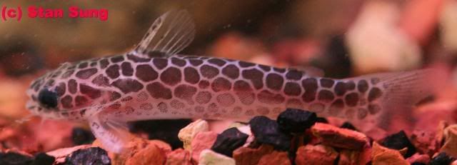 Tatia_reticulata_1_2.jpg