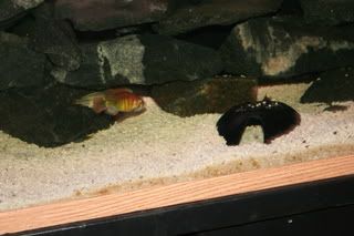 BriansFISH100.jpg