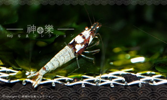 14_Jun_2016_Oddball003_zps1y9hutrn.jpg