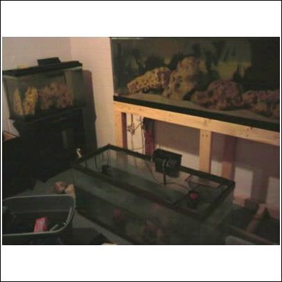 fishroom.jpg