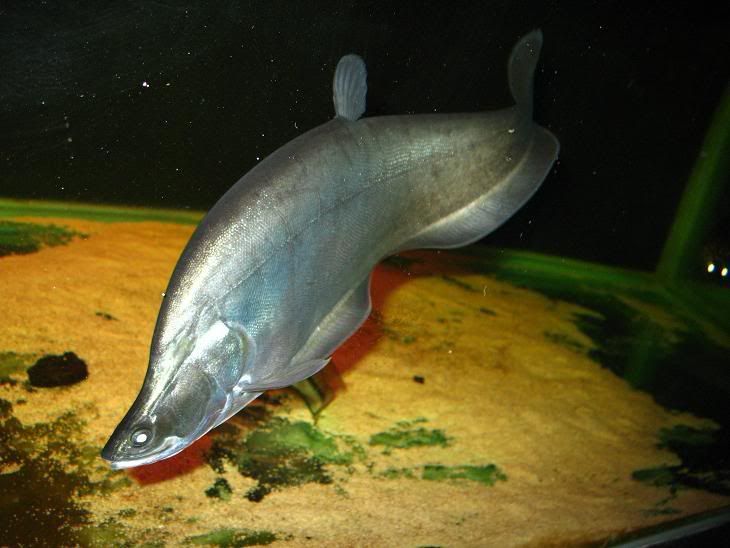 Chitalalopis.jpg