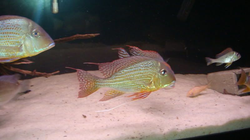 apisto068.jpg