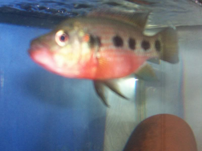 frempongi10-20-07003.jpg