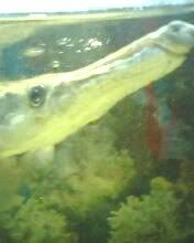 IMG0120A.jpg