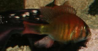kyogaflameback2.jpg