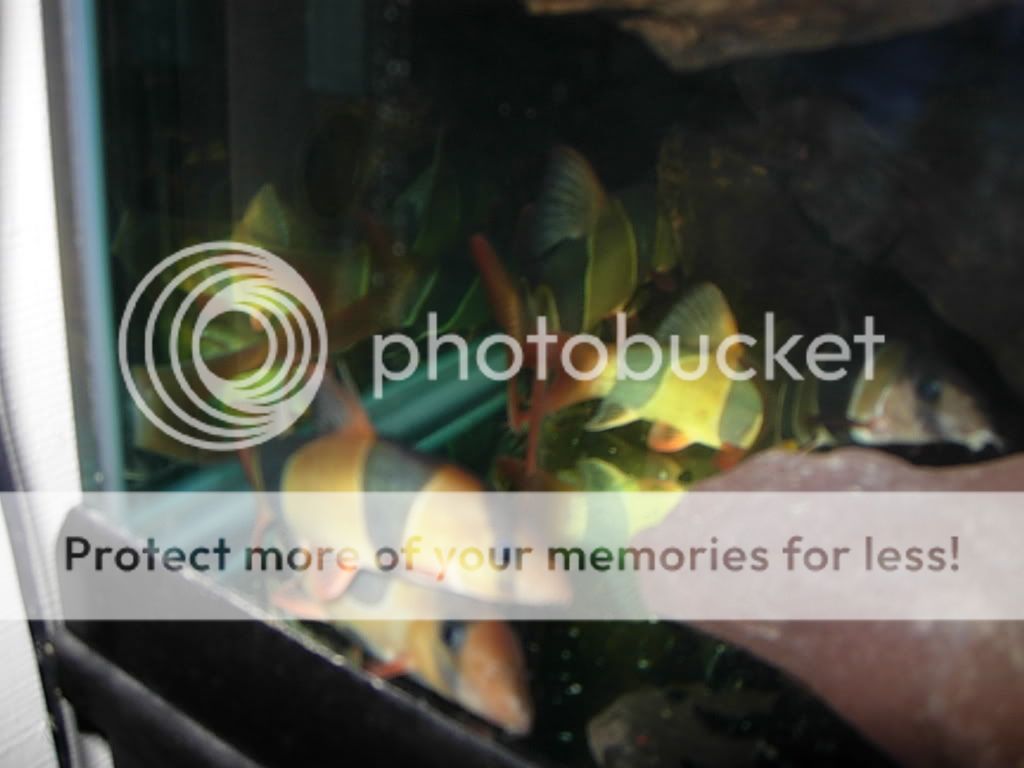 newloaches022.jpg