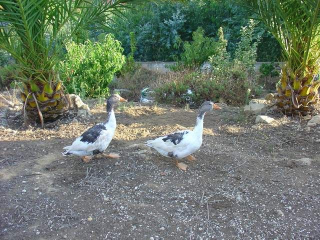 DSC07067.jpg
