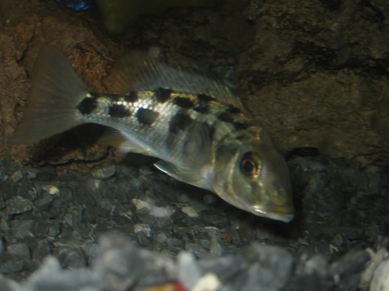 IMG_3242.jpg