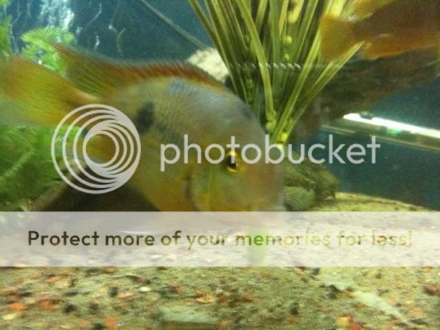 fish15.jpg