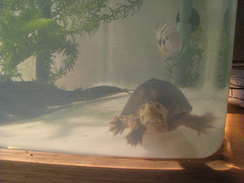 Musk-Turtle-5.gif