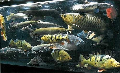 Image result for overstocked tank