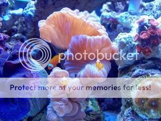 foxcoral.jpg