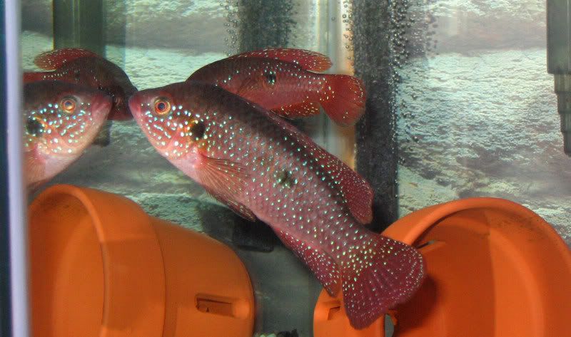 Fish2016.jpg