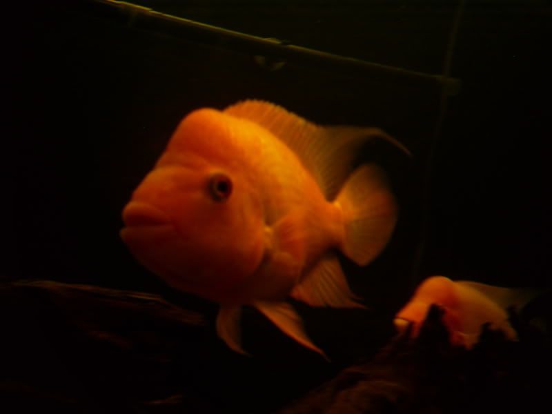 S5031322.jpg