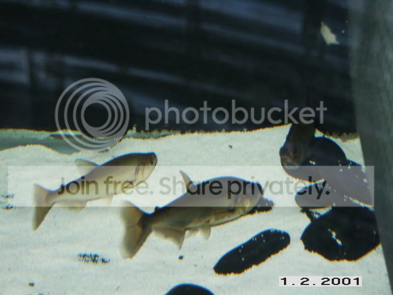 PICT0155.jpg