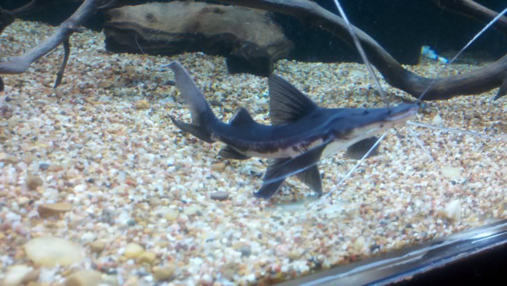 1025831217_photobucket_29912_.jpg
