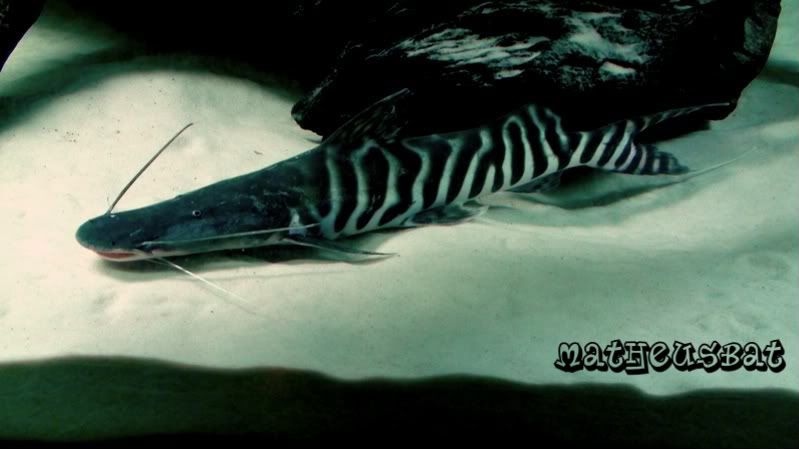 tigrinus02.jpg