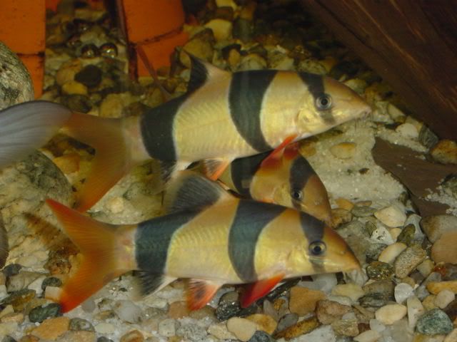 ClownLoachTrio02.jpg