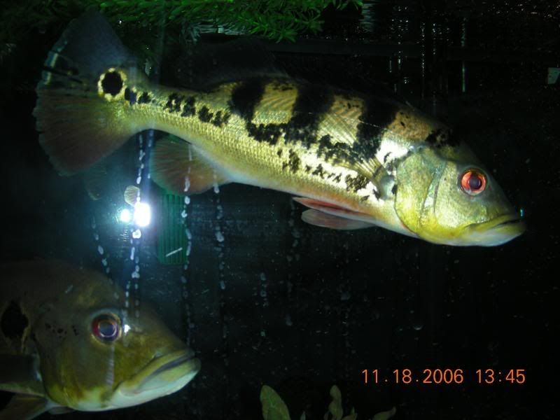 DSCN0942.jpg