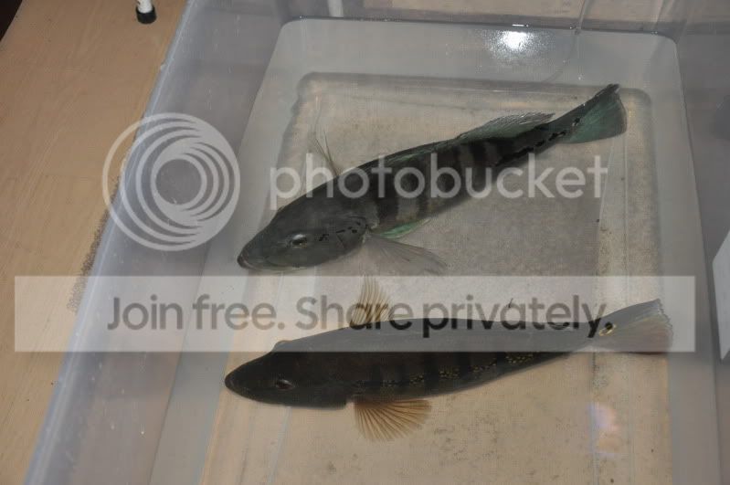 Picture040.jpg