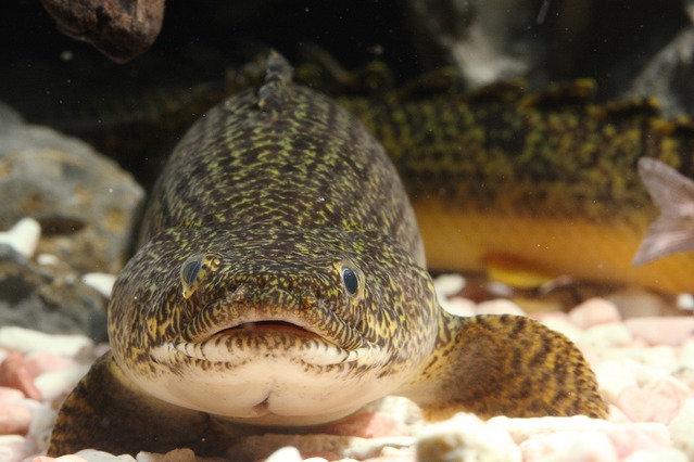 961014Fish_106.JPG