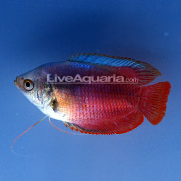 p-39323-gourami.jpg