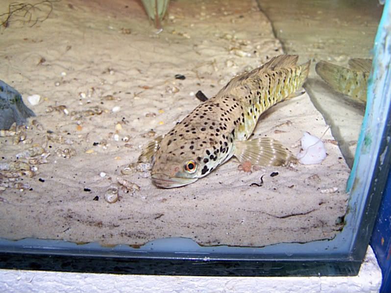 Channa-ornatipinnis.jpg