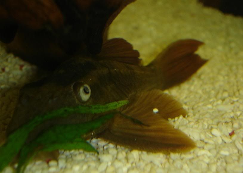 blueeyedredfin2.jpg