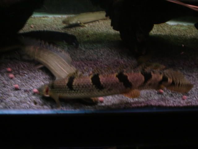DSC08717.jpg