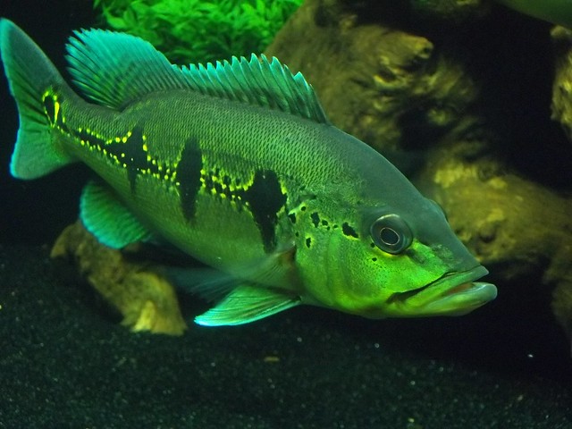 5741556402_783e82dc99_z.jpg