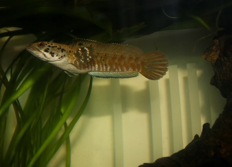Cornatipinnis4.jpg