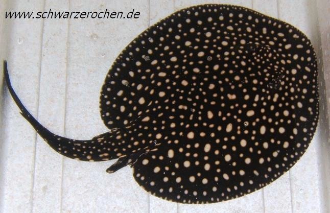 Galaxy_royal_Maennchen1.jpg